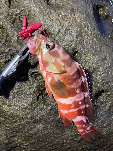 アカハタの釣果