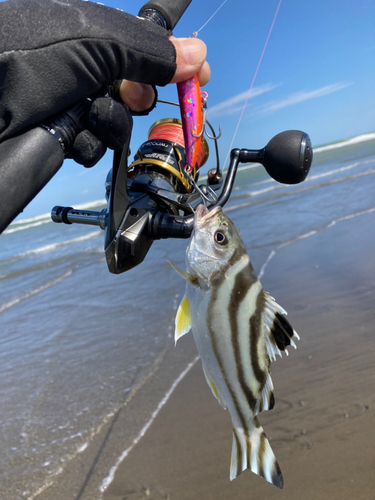 コトヒキの釣果