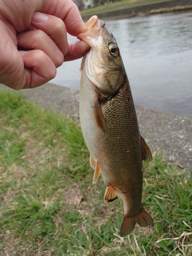 ウグイの釣果