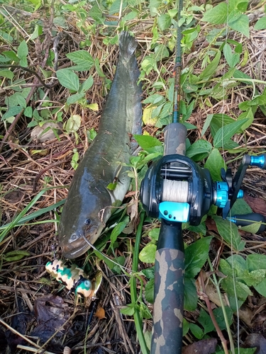 ナマズの釣果