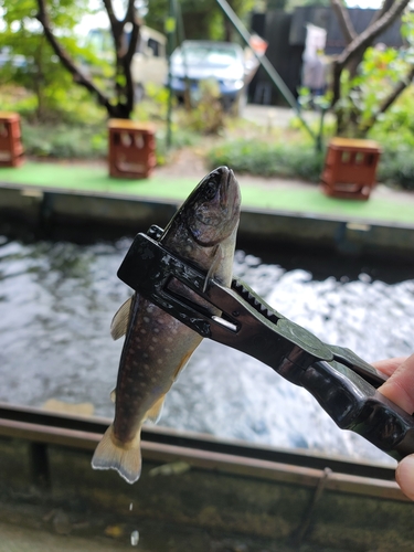 ニジマスの釣果