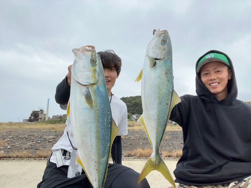 ブリの釣果