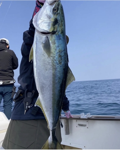 ヤズの釣果