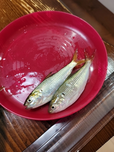 コハダの釣果