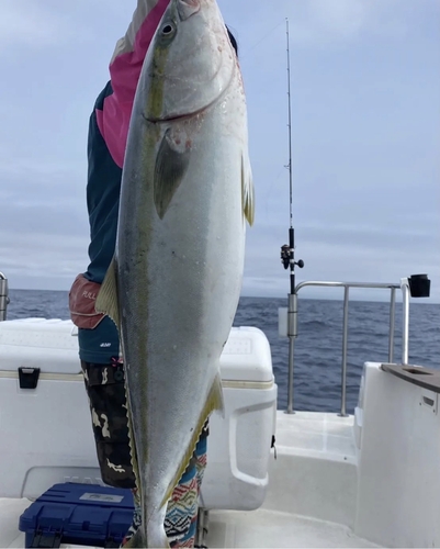 ヤズの釣果