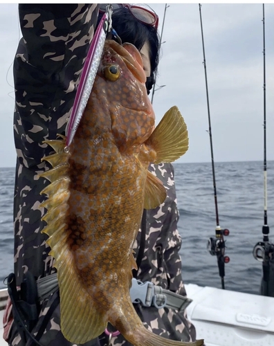 キジハタの釣果