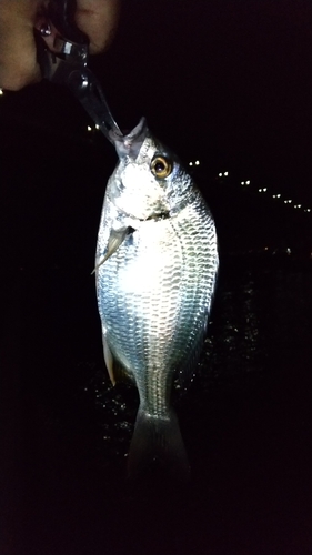 キビレの釣果