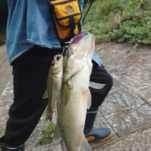 ブラックバスの釣果