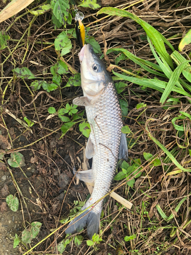 ニゴイの釣果