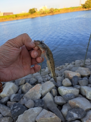 ハゼの釣果