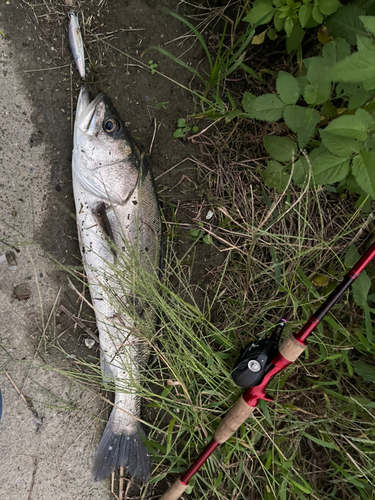 スズキの釣果