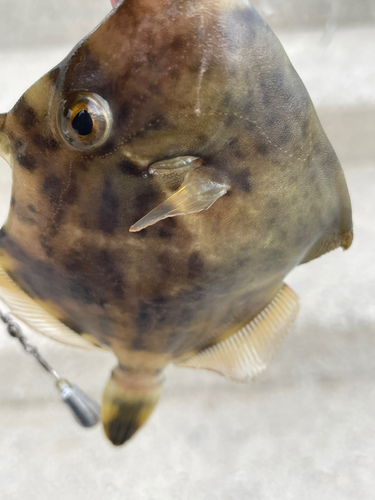 カワハギの釣果