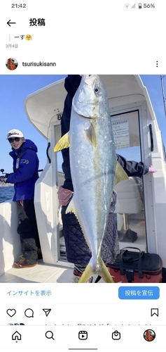 ヒラマサの釣果