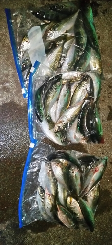 アジの釣果