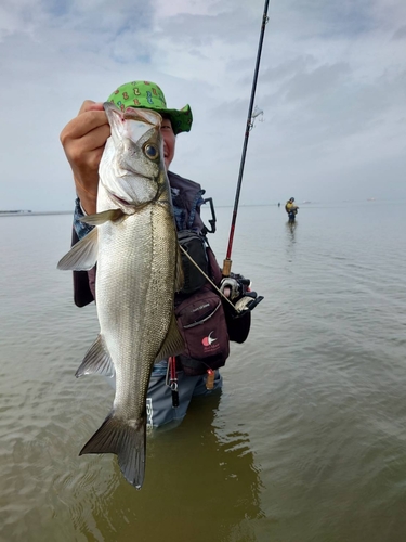 ヒラスズキの釣果