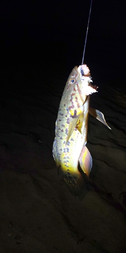 ホシマダラハゼの釣果