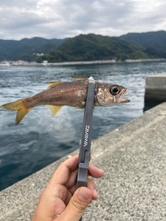 クロムツの釣果