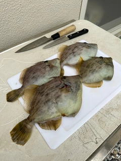 カワハギの釣果