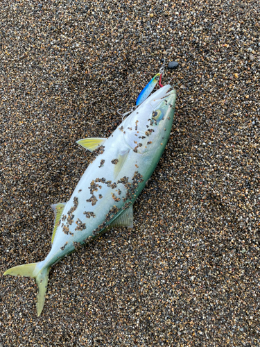 ワカシの釣果