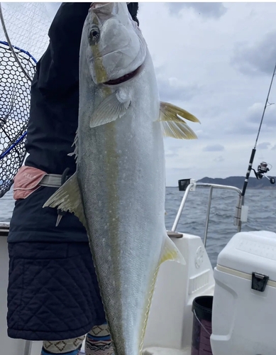 ヒラマサの釣果