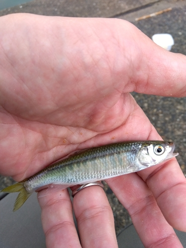 オイカワの釣果