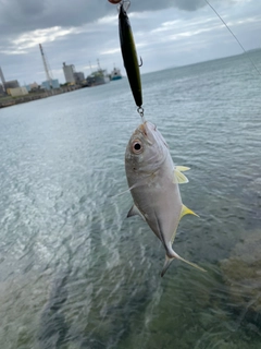 メッキの釣果