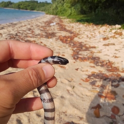 ウミヘビ