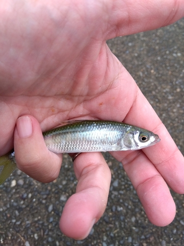 オイカワの釣果