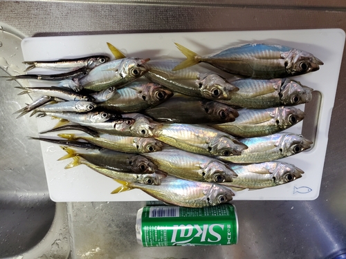 アジの釣果