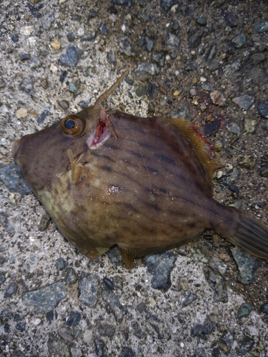 カワハギの釣果