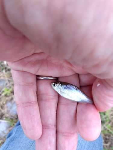 タナゴの釣果