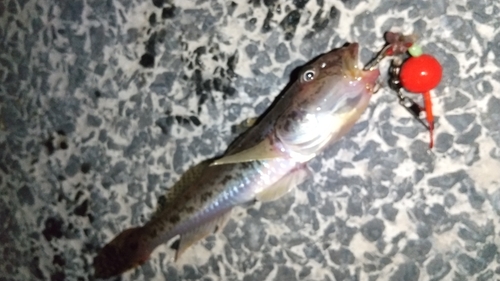 マハゼの釣果