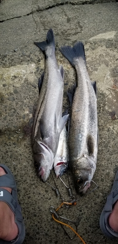 シーバスの釣果