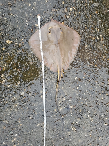 アカエイの釣果