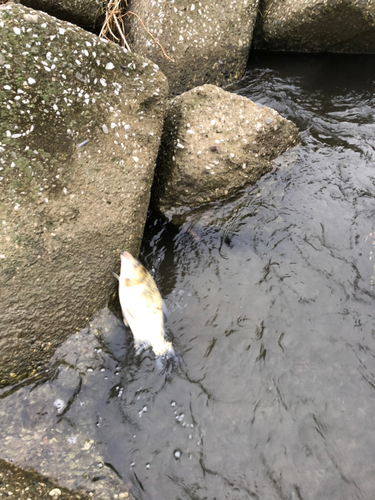 フナの釣果