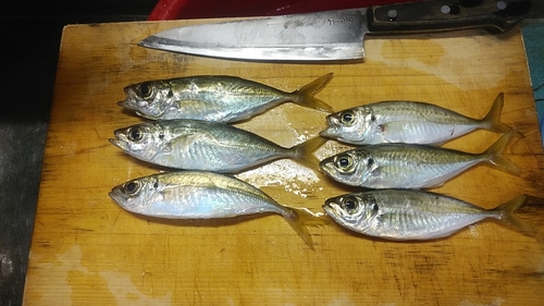 マアジの釣果