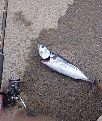 ソウダガツオの釣果