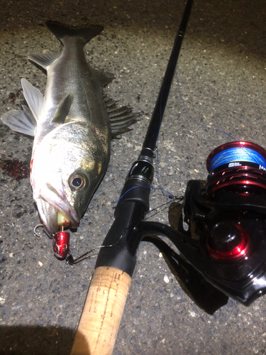 シーバスの釣果