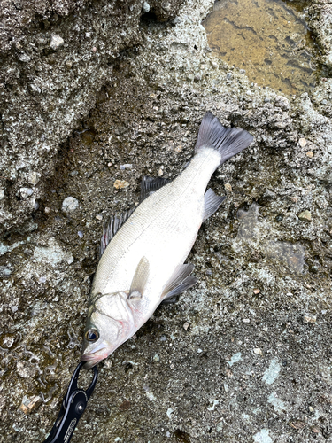 セイゴ（ヒラスズキ）の釣果