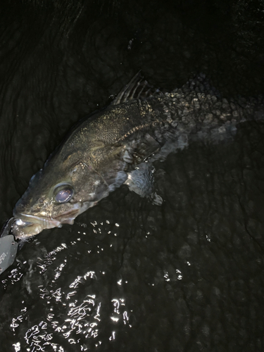 マルスズキの釣果