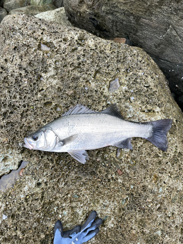 セイゴ（ヒラスズキ）の釣果