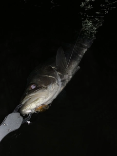 マルスズキの釣果