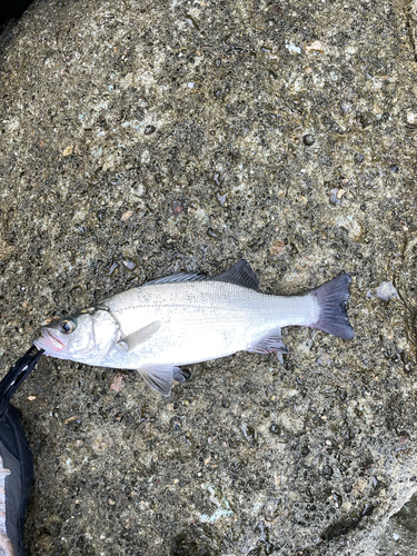 セイゴ（ヒラスズキ）の釣果