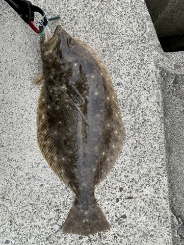 ヒラメの釣果