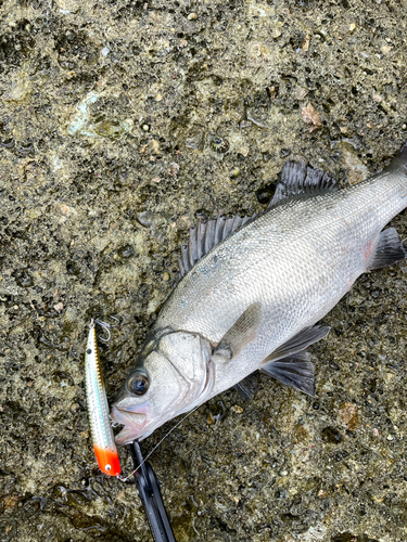 セイゴ（ヒラスズキ）の釣果