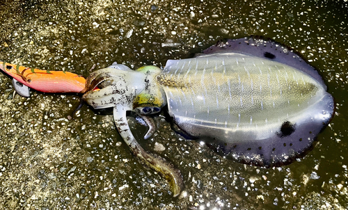 アオリイカの釣果