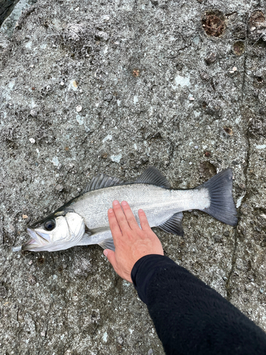 セイゴ（ヒラスズキ）の釣果