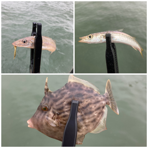 カワハギの釣果