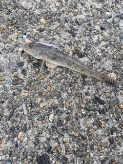 ハゼの釣果