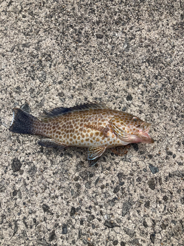 オオモンハタの釣果